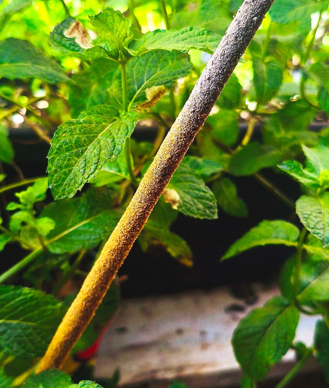 Stick de ervas trançadas da Verdejá entre folhas vivas